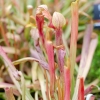 Sarracenia rubra -- rote Schlauchpflanze